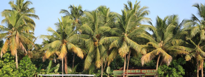 Was wir von einer Provinz in Indien lernen können